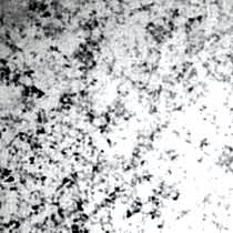 TREND 01 SNOW. . Trend. Galleria Arben