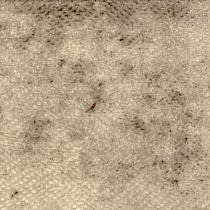 FUGA 01. . Bernini. Galleria Arben